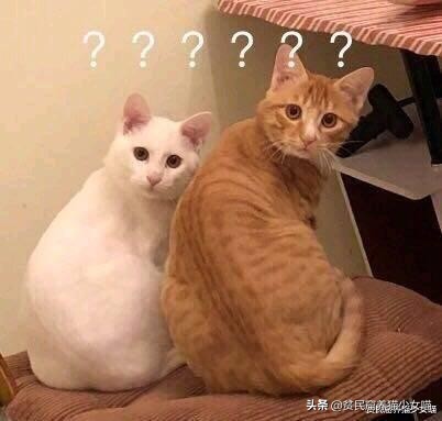 宠物口罩防病毒,疫情宠物口罩