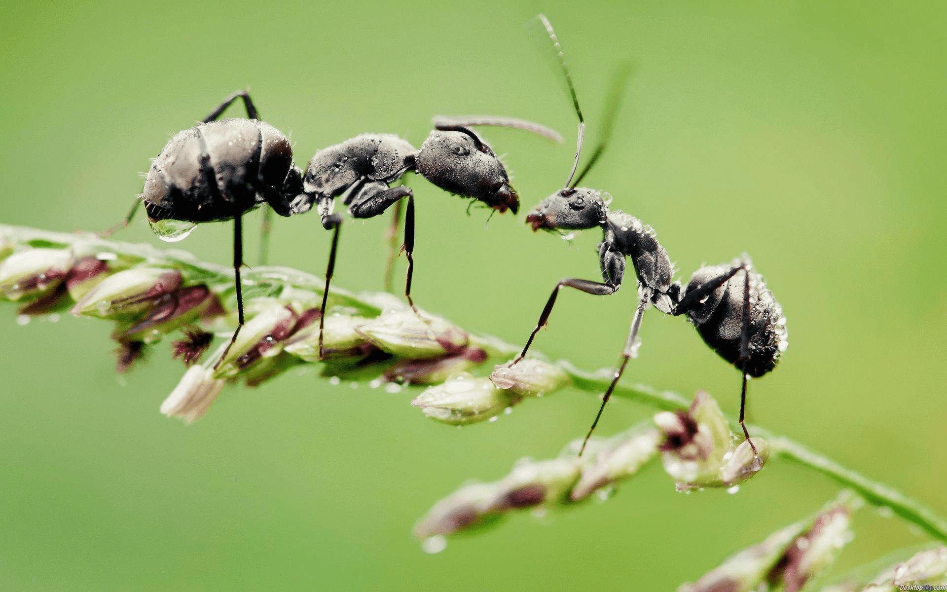 微信“拍一拍”与QQ“戳一戳”截然不同,有何内涵?