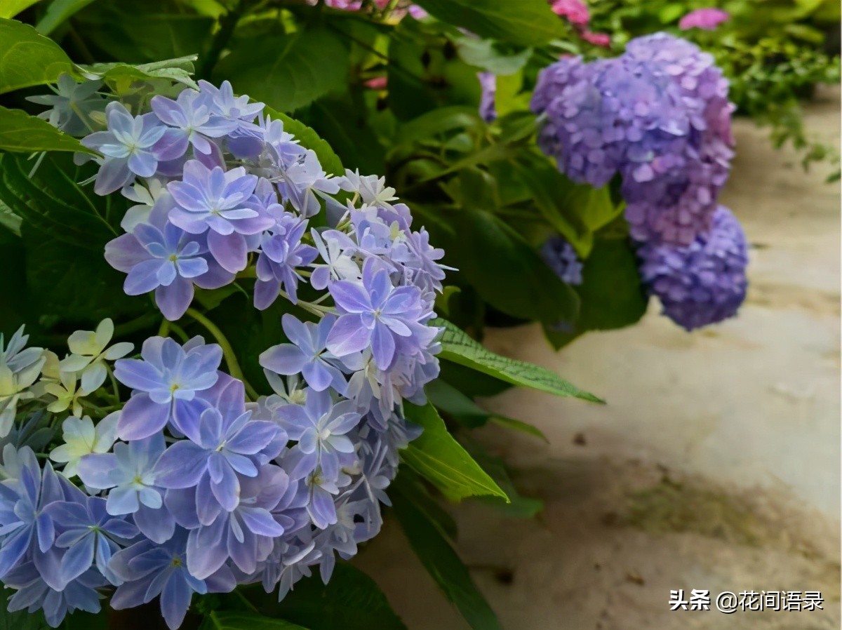 万花镜梦幻蓝调色,万华镜绣球花哪个颜色最好看