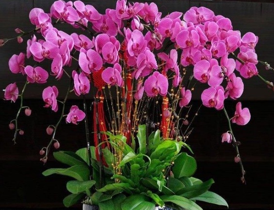 蝴蝶兰叶子变软变蔫了如何补救,蝴蝶兰花变软变蔫了如何补救