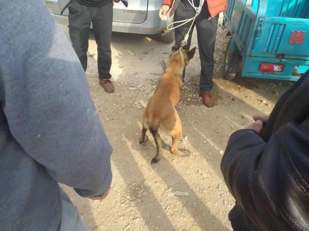 商贩给宠物狗多少钱,训练好的马犬幼犬多少钱