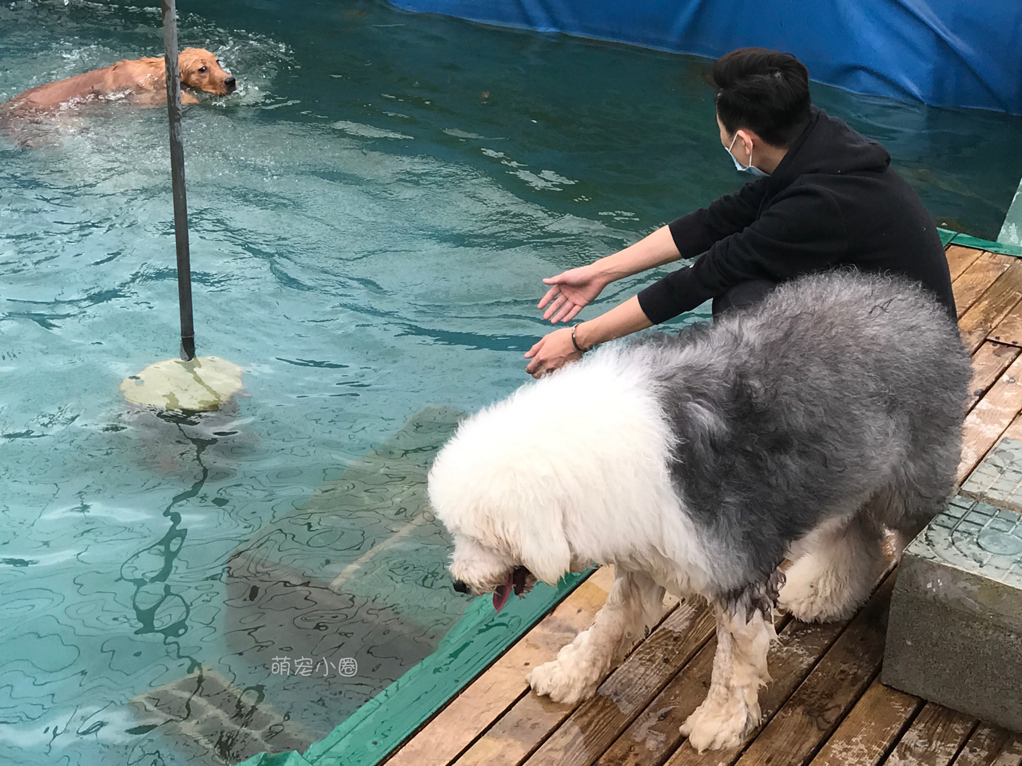 宠主们这8种水不能长期给狗狗喝,兽医表示:长期喝等于慢性自杀