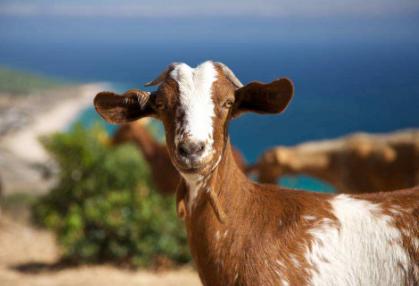 羊皮老化怎么处理,羊皮该怎么保管