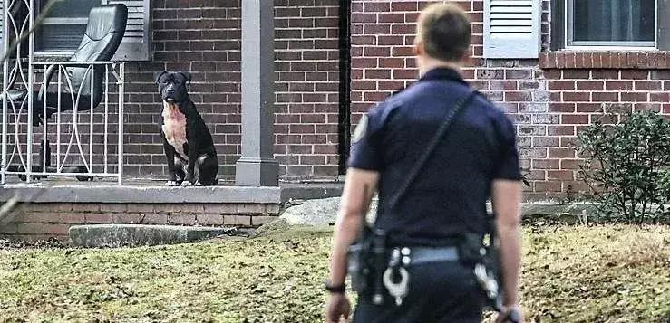 男子被一条狗疯咬,男子被狗追咬全身缝300多针