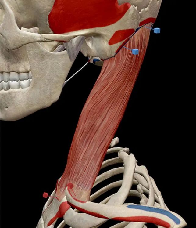 胸锁乳突肌粗大,胸锁乳突肌症状