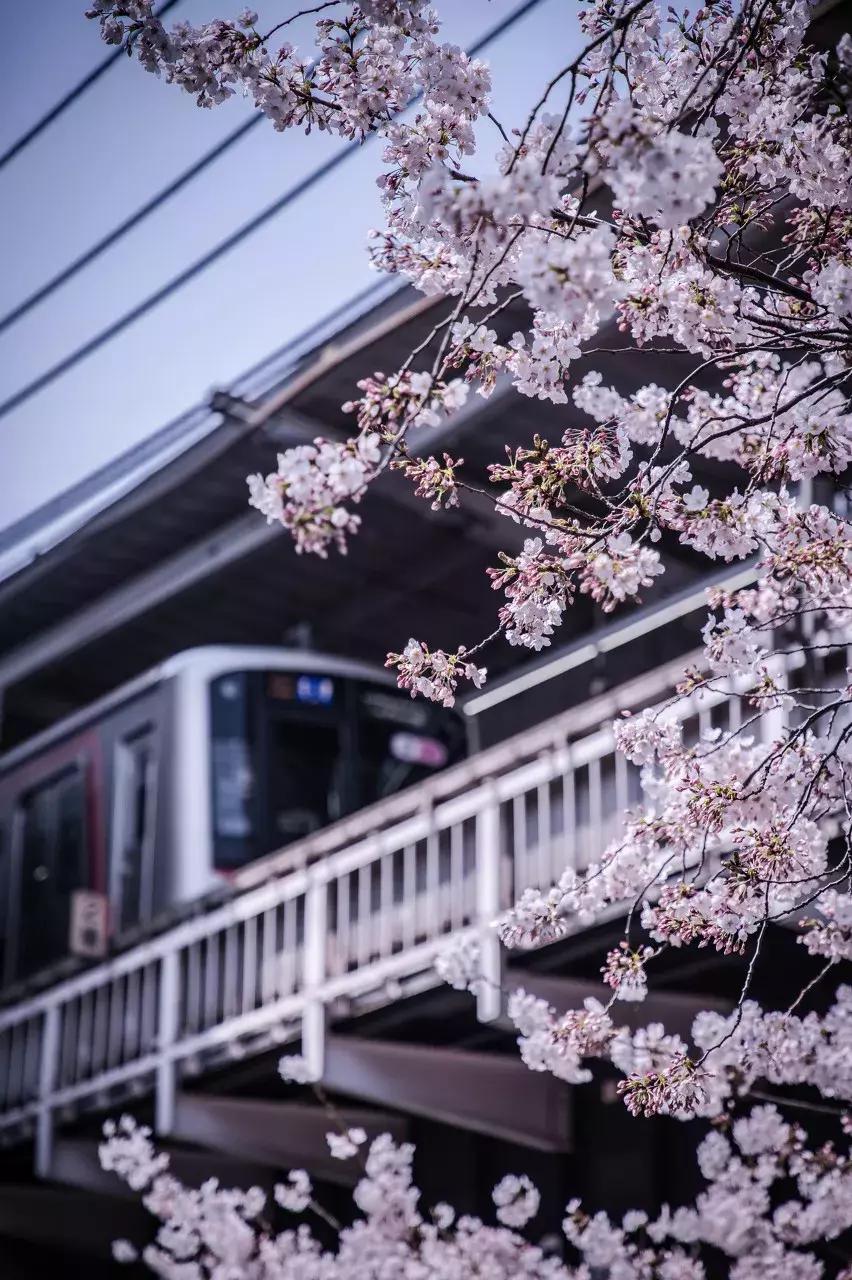 日本樱花季具体时间,日本樱花几月份去最好