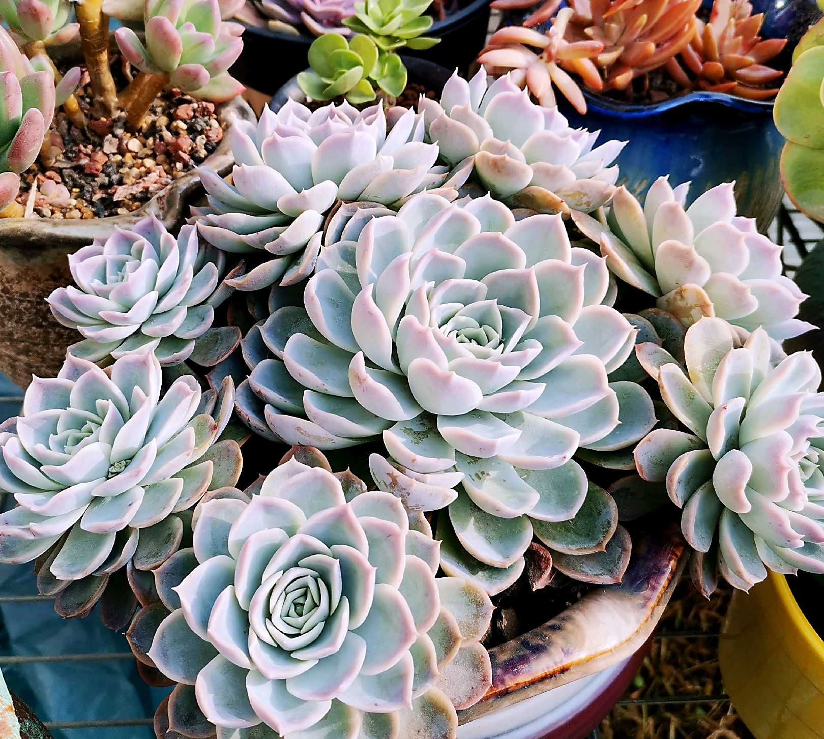 多肉被冬天的太阳晒伤了怎么办,多肉从室内搬到室外叶子晒伤了