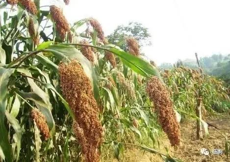 哈尔滨狼进村原视频,哈尔滨三只狼进村后续