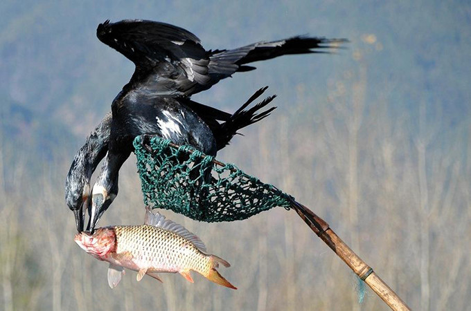 洱海旅游景点攻略,西安洱海旅游攻略必去景点