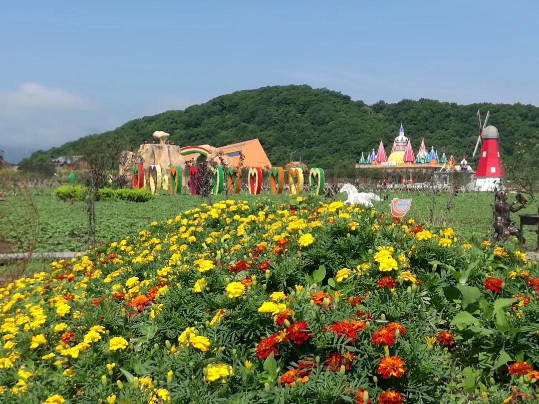 醉花海古镇美景,醉舞花海