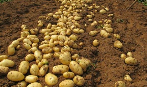 四子王旗土豆最新价格,四子王旗目前土豆多少钱一斤