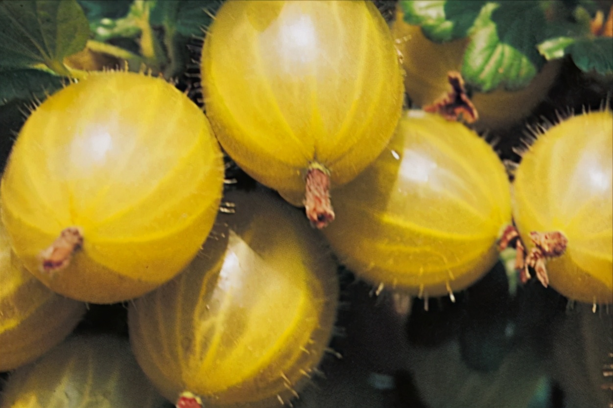 像灯笼果的野果叫什么,野果红灯笼果纯天然