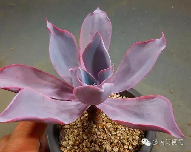 谈一谈多肉植物中的“三仙”，你了解吗