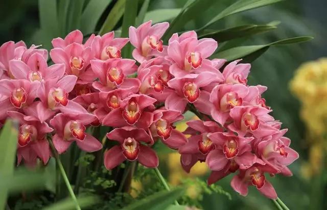 过年家里摆什么植物好,家里过年要摆几样水果