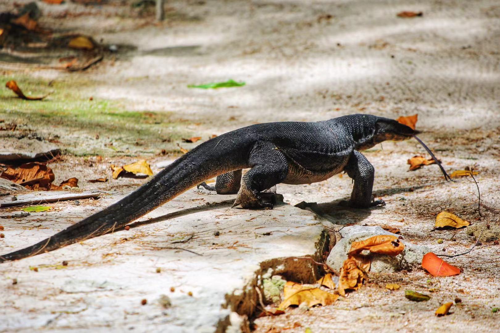 印度尼西亚举世闻名的旅游岛屿,印度尼西亚值得去的小岛