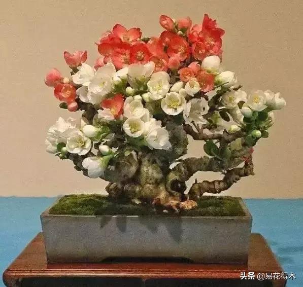 日本长寿梅欣赏,日本长寿梅盆景枝条养护