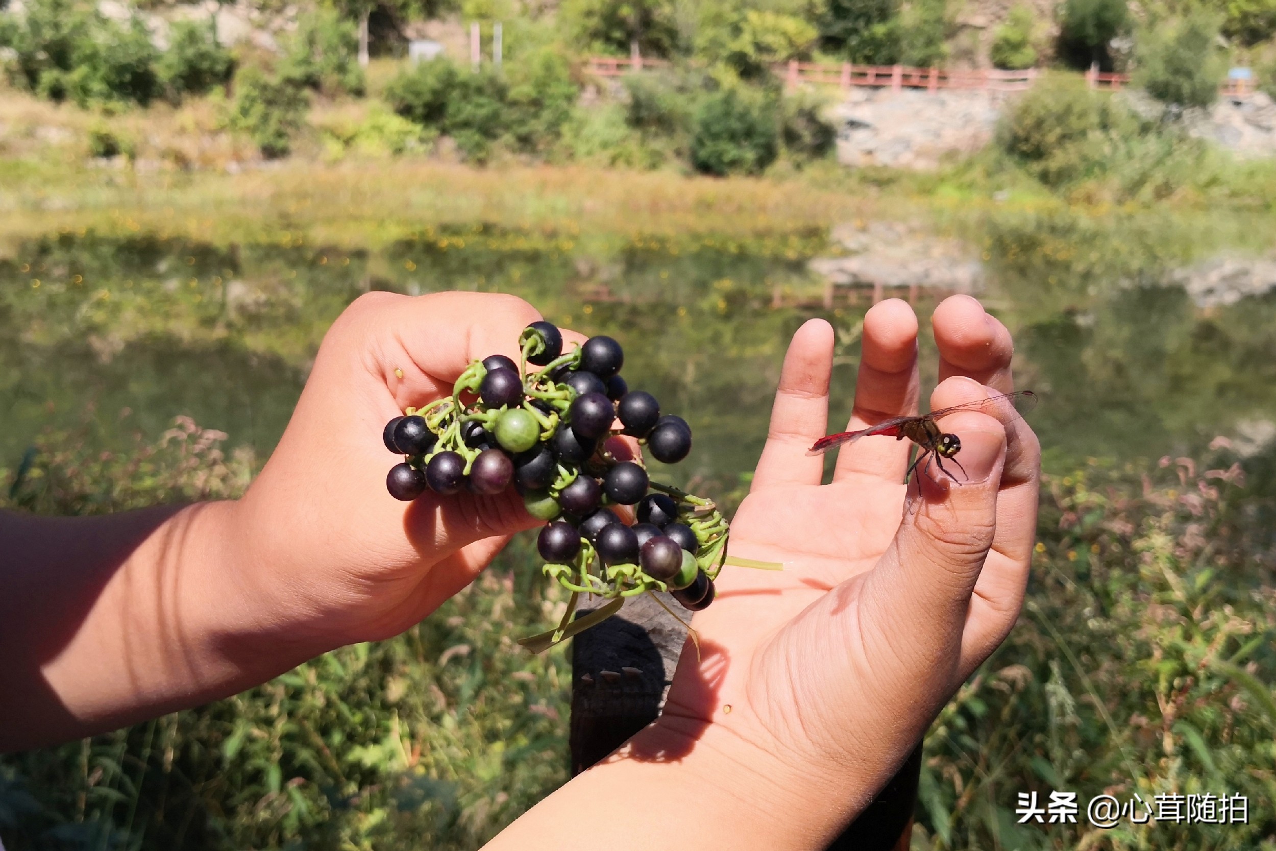自驾白河湾,白河湾自然风景区自驾