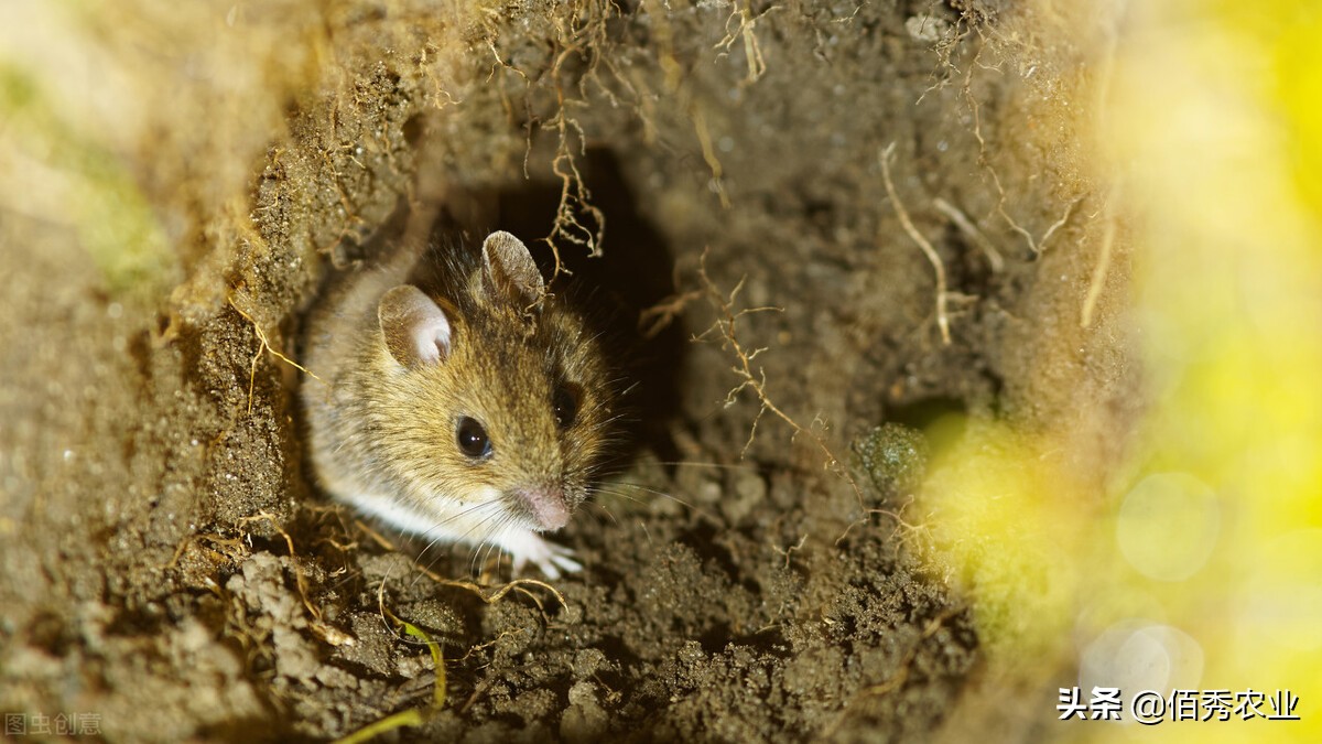 猫怕黄瓜老鼠怕什么,猫怕鼠怎么办最有效