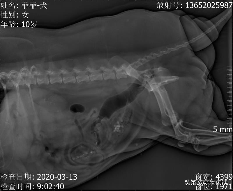【案例分析】公犬常发尿道结石,那母犬结石常发吗?怎样预防?