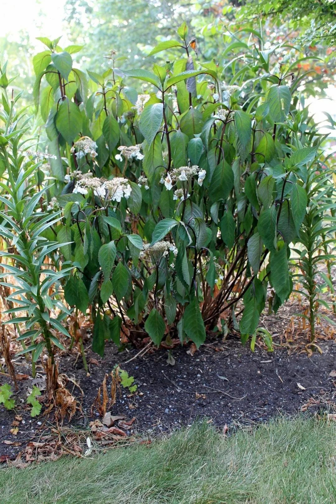 夏季花草脱水怎么治,植物脱水的补救方法
