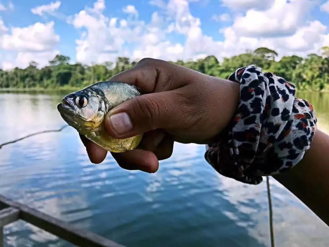 探秘亚马逊热带雨林十大恐怖动物,亚马逊的雨林为什么叫人类禁区