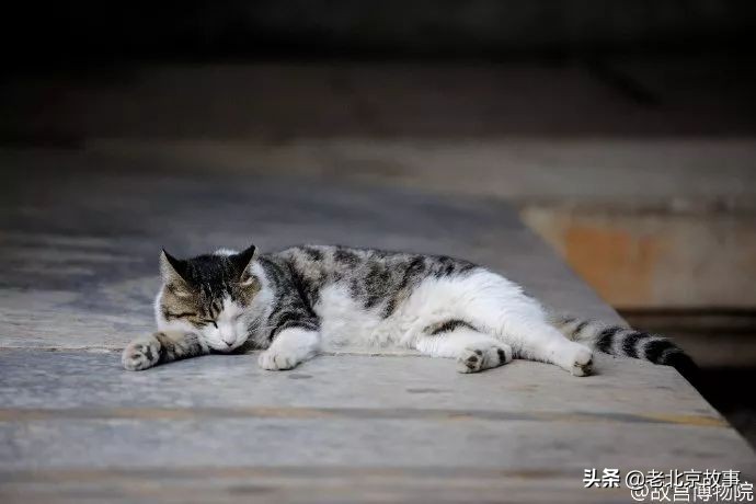 故宫成了动物园,故宫北京动物园