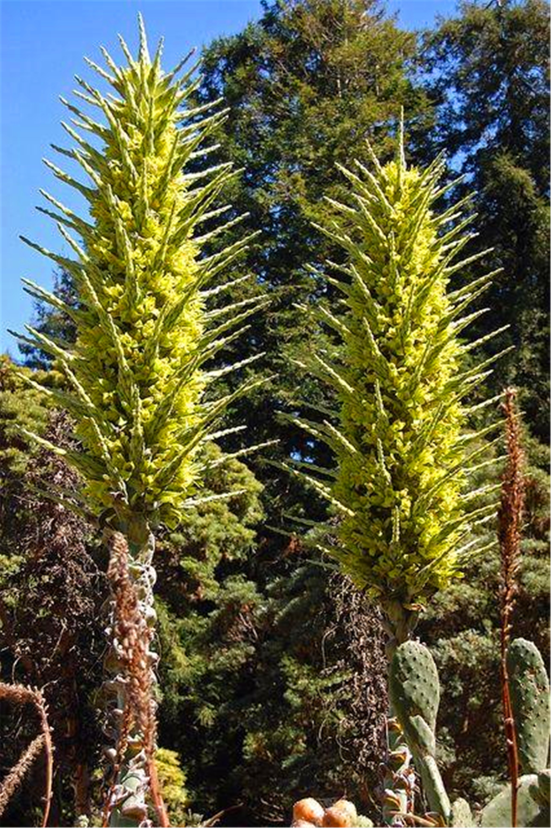 神奇植物“食羊树”,能够自己抓羊吃,村民一发现就要立马烧毁