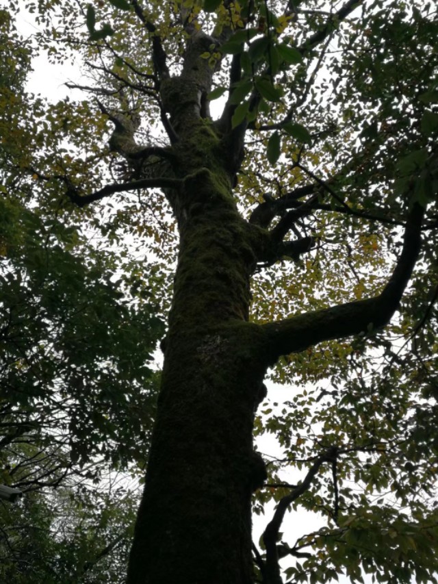 天门山一个人旅游,天门山的特别之处