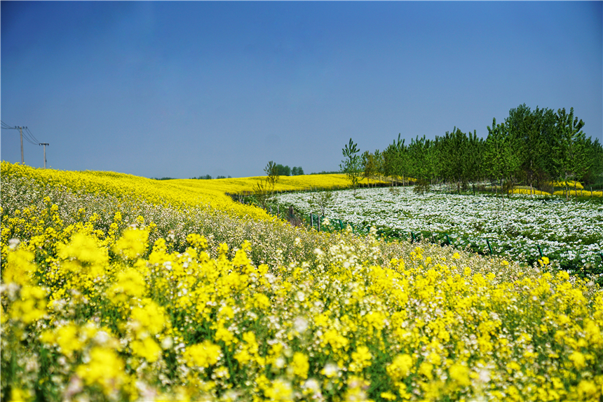 我和宿州有个约会，一场花事，一次慢旅行，探寻最烟火的宿州味道