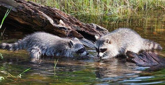 养一只浣熊要注意什么,家里养一只浣熊是什么体验