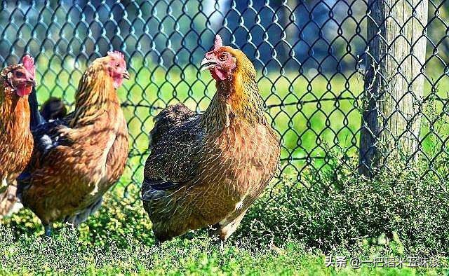 养鸡怎么预防老鹰捉小鸡,养鸡怎样预防老鹰捉小鸡
