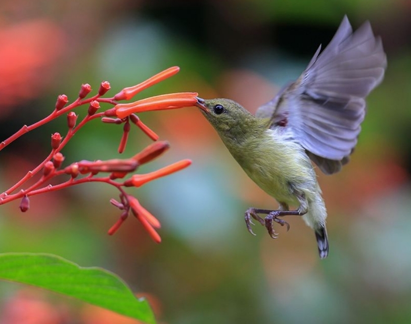 太阳鸟品质,太阳神鸟绝美