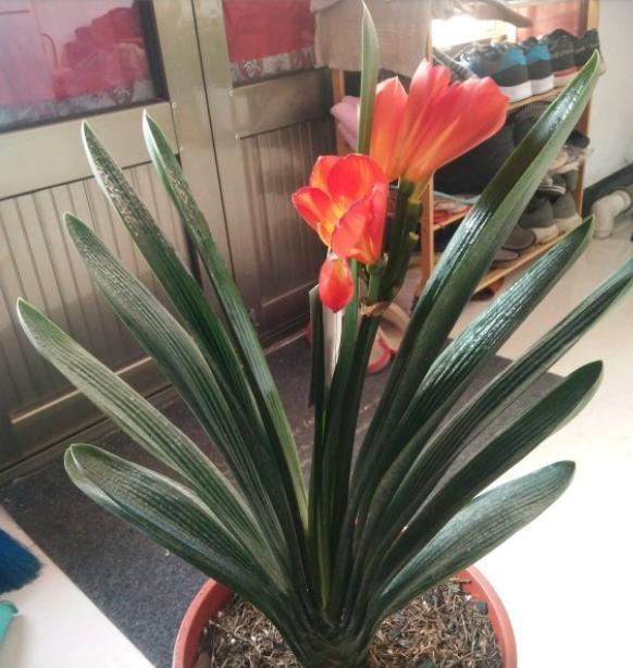 君子兰第一次夹箭下次还会开花吗,君子兰刚冒花苞一厘米怎么养护