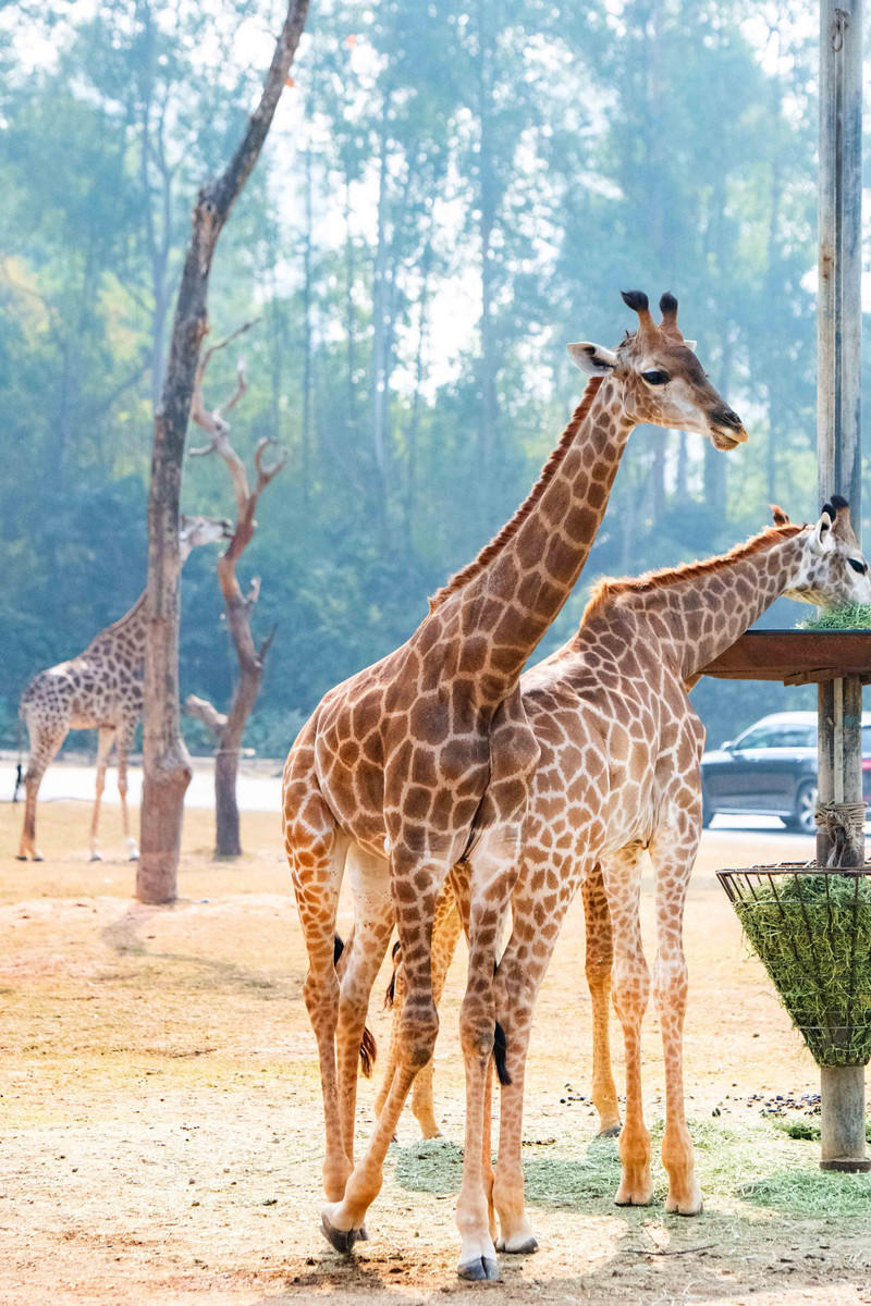 玩转广州长隆野生动物世界之行,广州长隆动物世界游玩攻略图