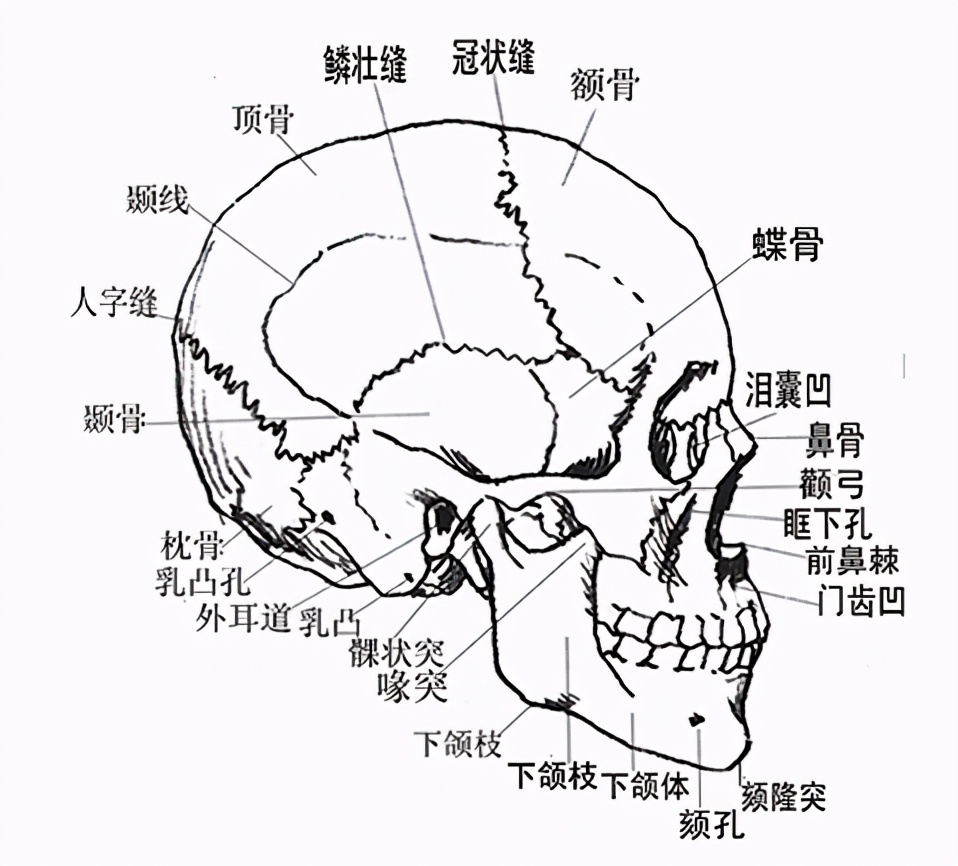 procreate写实人物起稿教程,二次元头像绘画新手教程