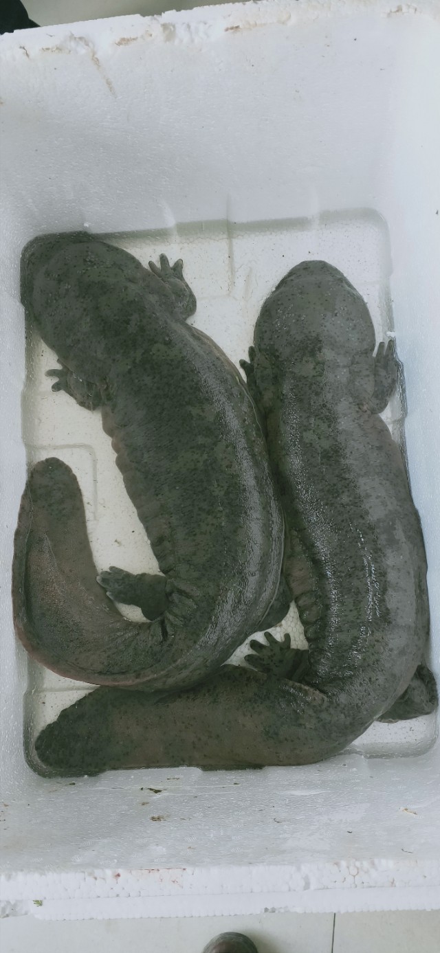 稀有淡水鱼苗批发,活水养殖娃娃鱼视频