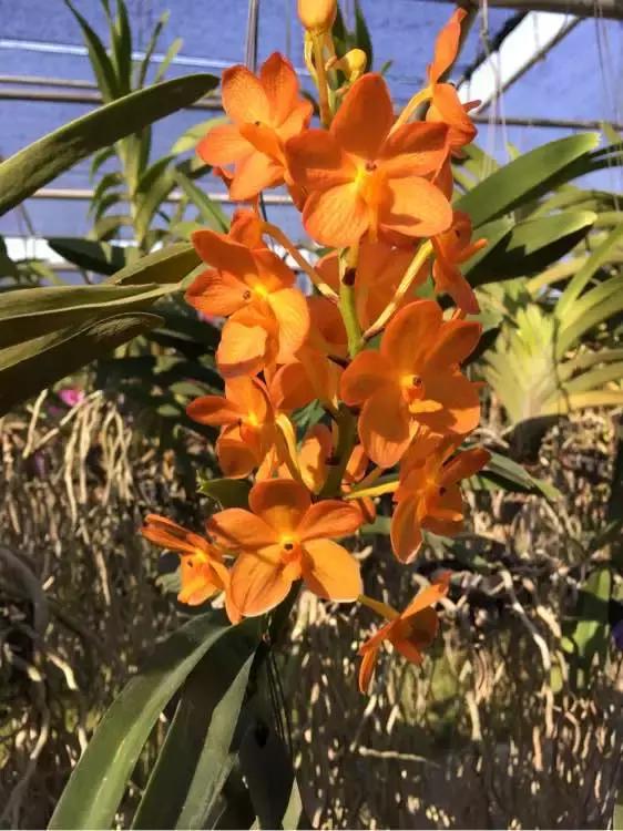 哪种兰花易开花又好养,最容易开花的兰花一年开多次