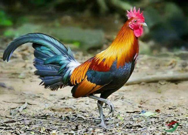 优质土鸡品种有哪些,湖南养土鸡什么品种最好