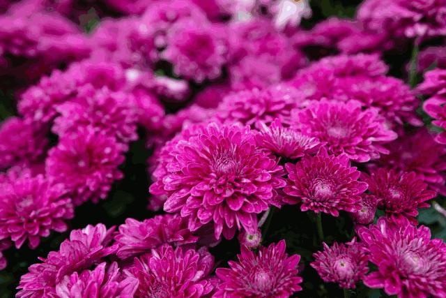 武汉第38届金秋菊展东湖展区,武汉第38届金秋菊展已开幕