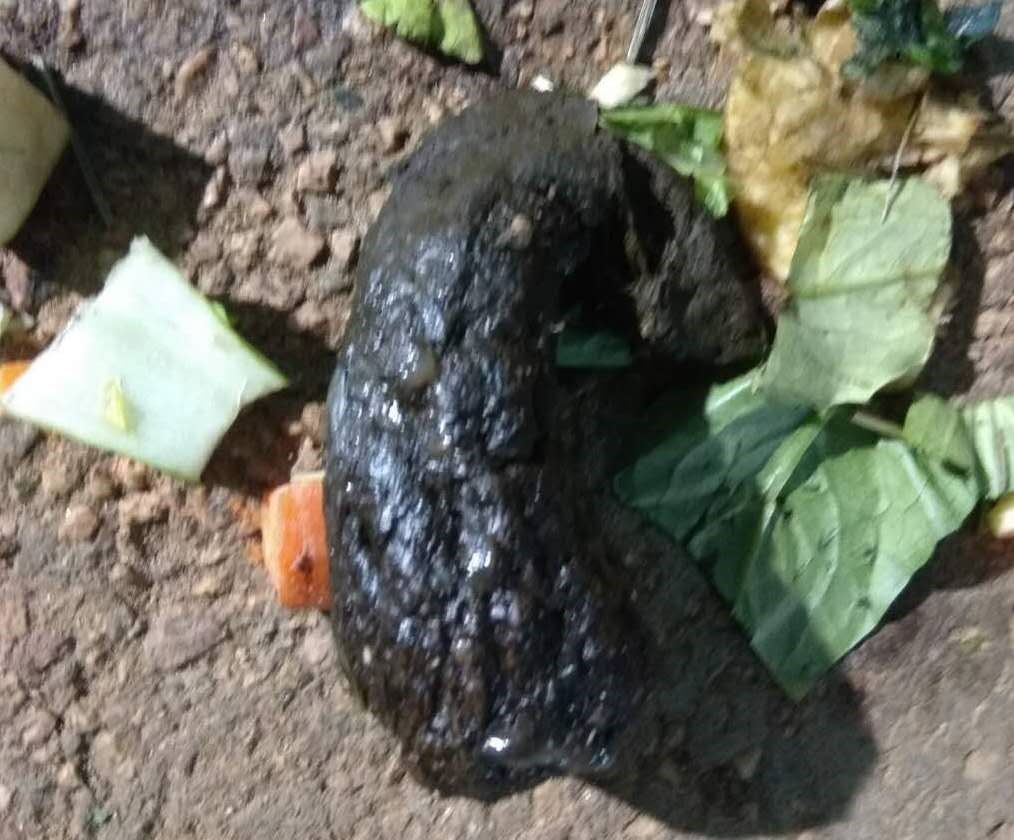 亚达伯拉象龟养殖违法吗,亚巨龟怎么调理肠胃