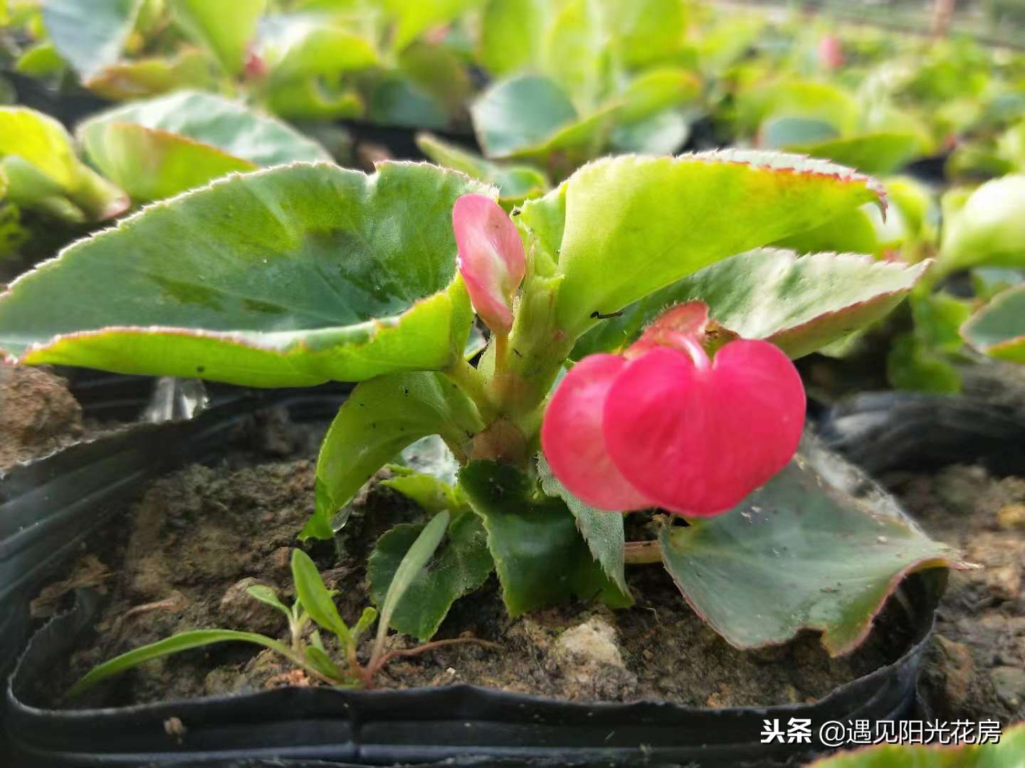 四季秋海棠的养殖方法和注意事项,四季秋海棠花开败了怎么处理