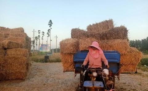 柿黄集村:麦秸打捆成饲料一天能挣400多