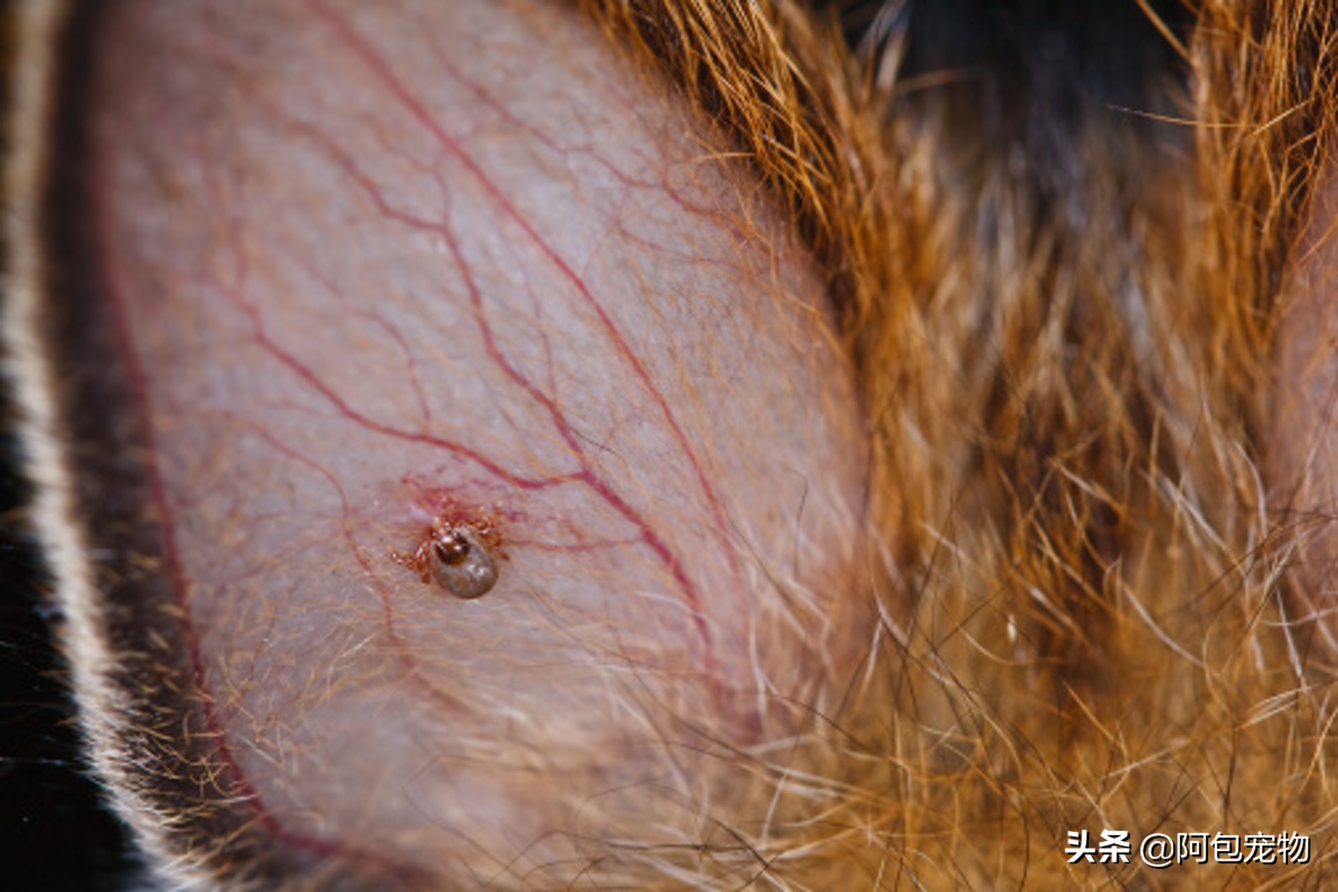 「垂耳狗注意」狗狗耳朵易感染7个方法教你预防