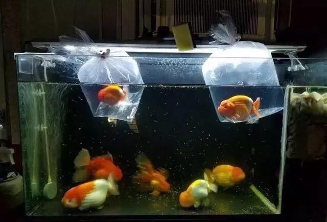 金鱼吊兰怎么养,兰寿金鱼怎么养