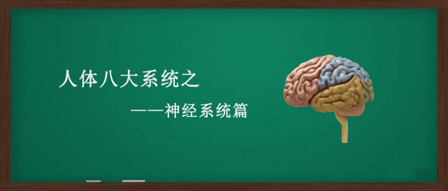 人体八大系统与用药关系,最常见的神经系统疾病