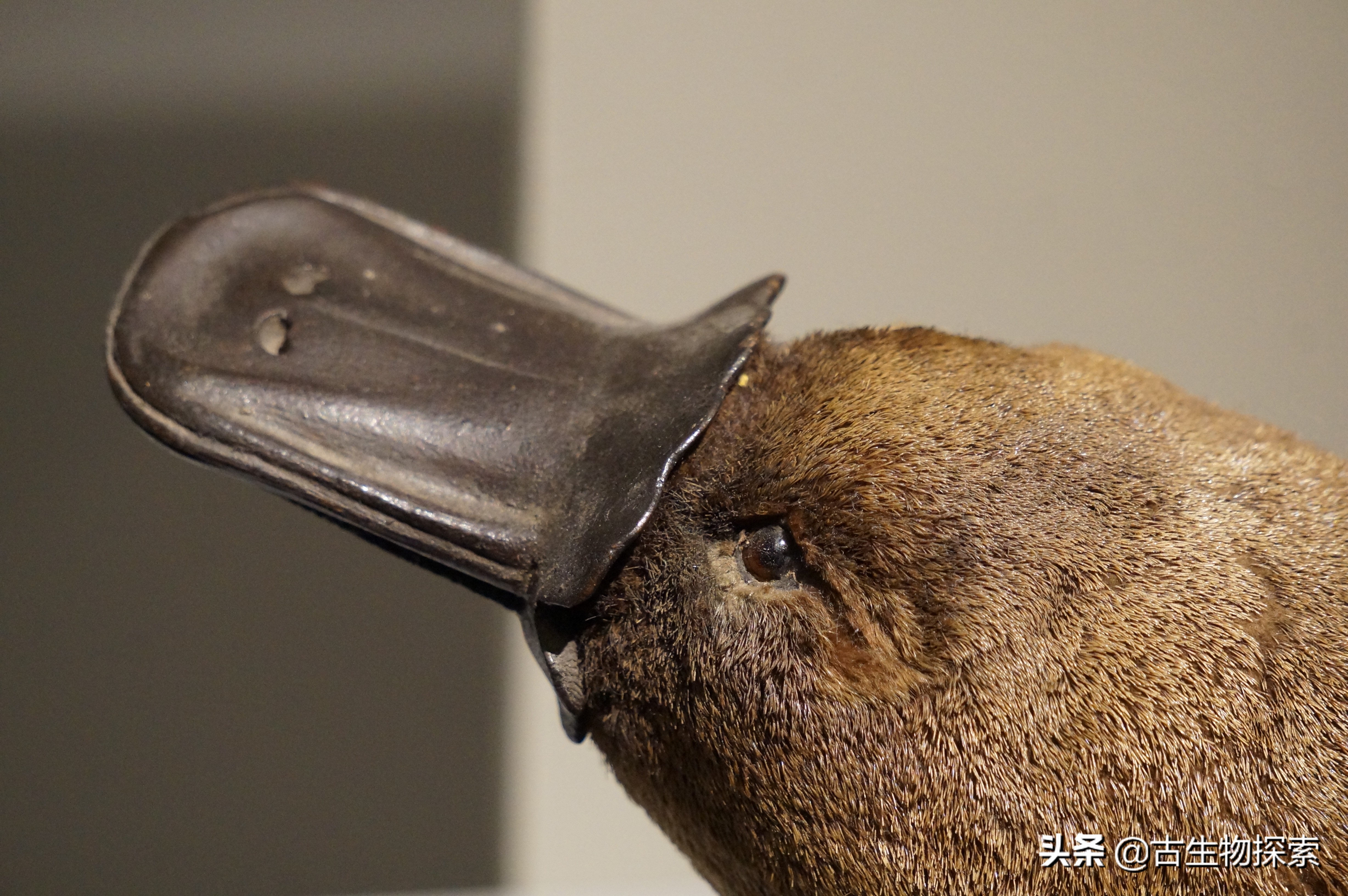 中国发现生活在2.48亿年前的“鸭嘴兽”