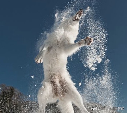 它趴在狼背上,指挥群狼,老猎户:它是狐狸与狼的后代,狼的军师