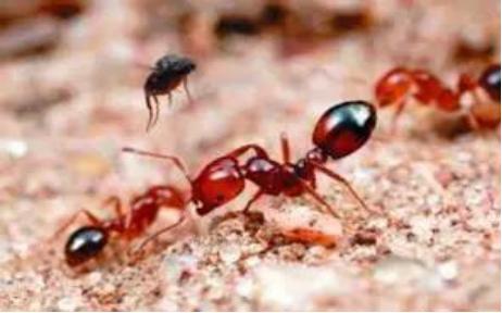 筑牢国门生物安全防线,国门生物安全当好国门卫士