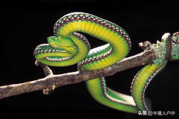 野外生存的知识有哪些,农村常见的蛇类你都认识吗
