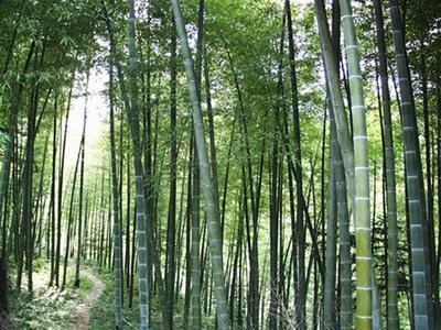 胥口高联梯田风景,高联村梯田